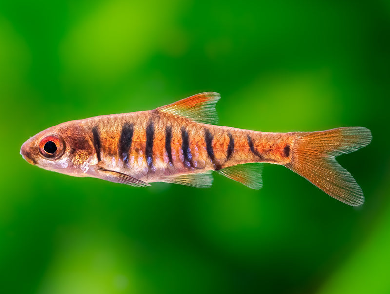 Angolabarbe