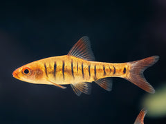 Angolabarbe