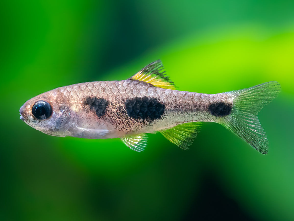 Schmetterlingsbarbe