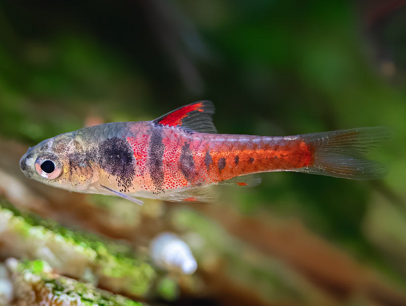 Neonrote Zwergbarbe