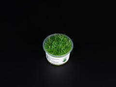 Eriocaulon cinereum
