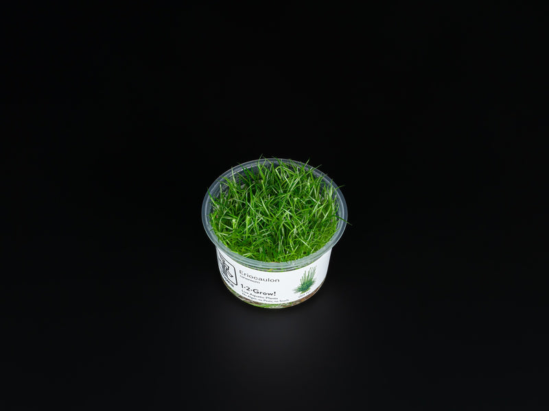 Eriocaulon cinereum