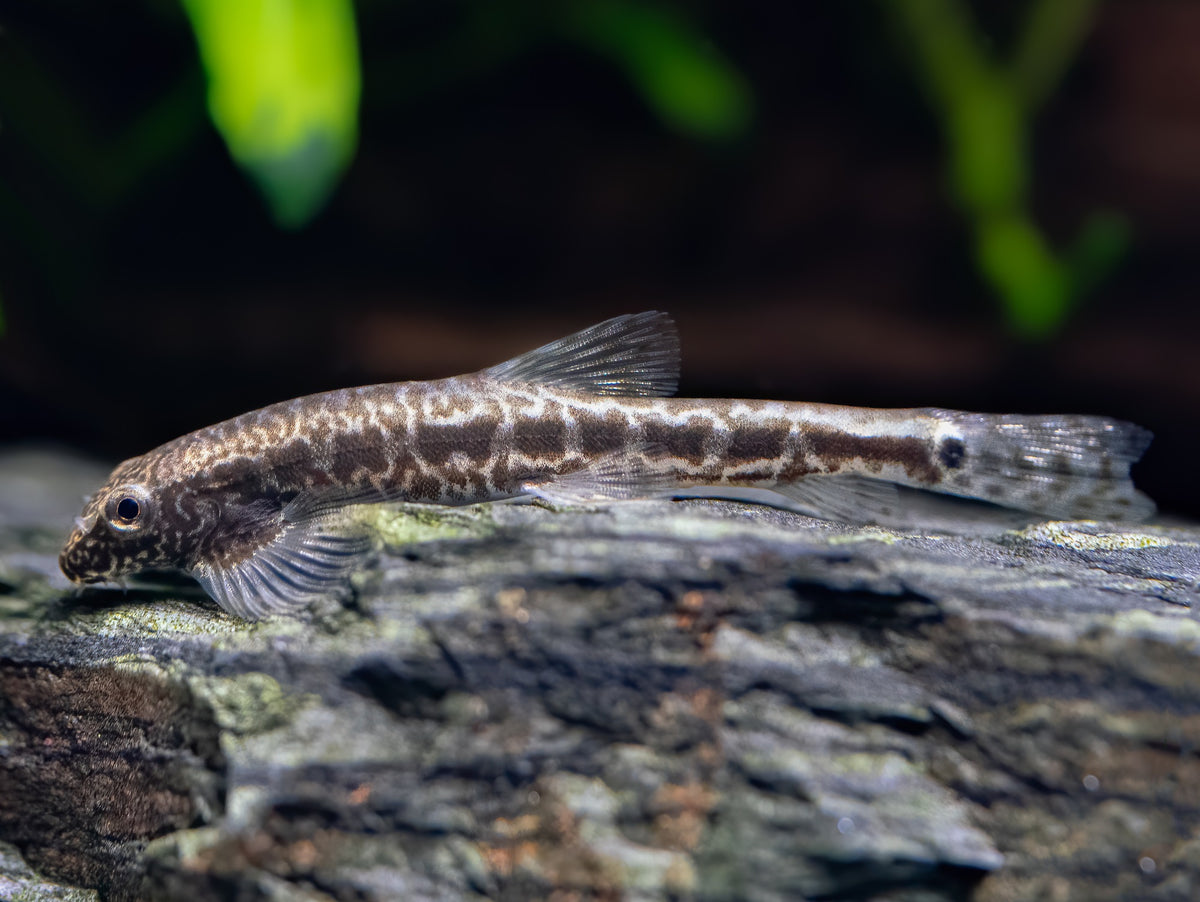 Erromyzon kalotaenia