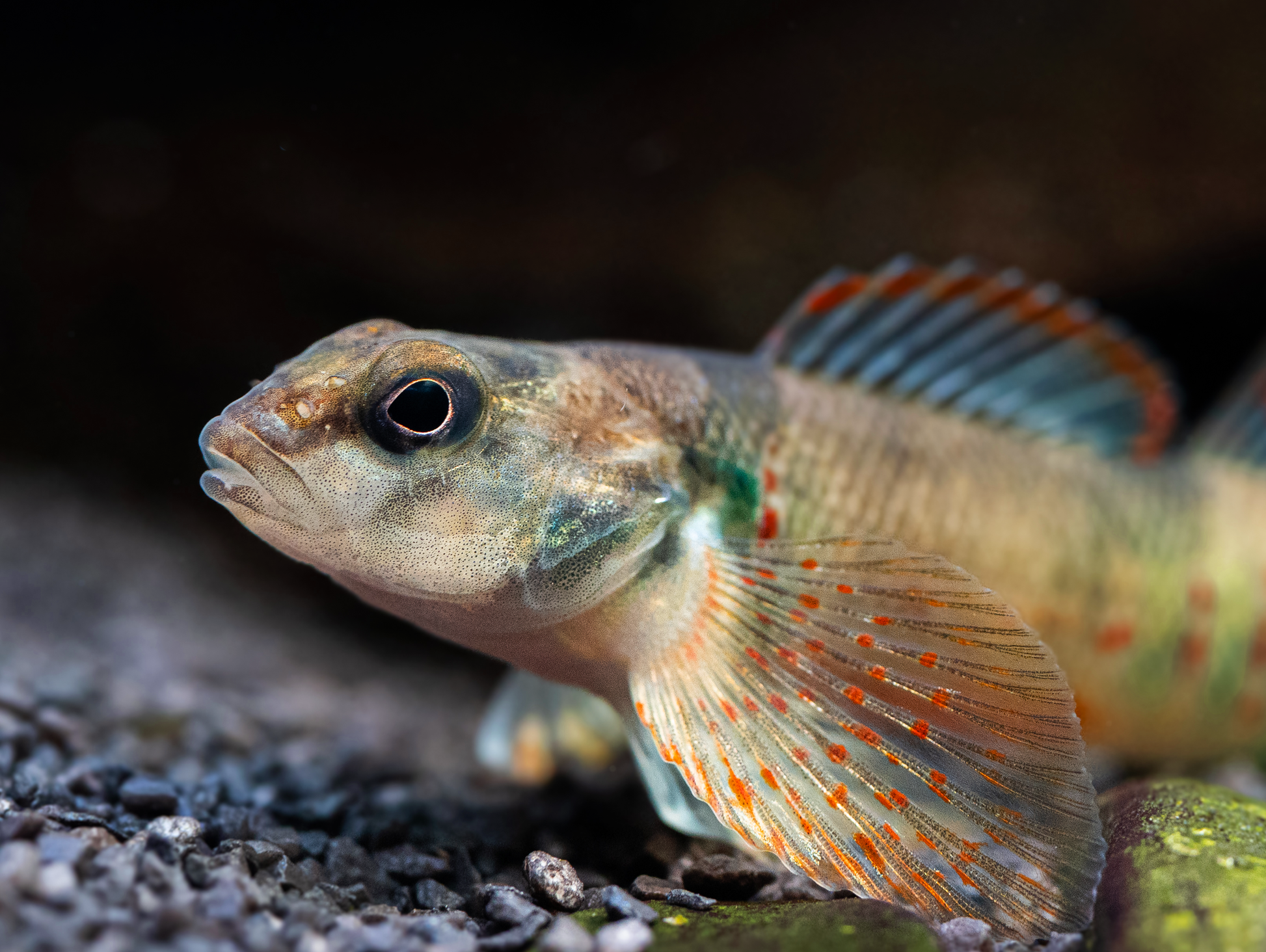 Etheostoma variatum