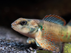 Etheostoma variatum