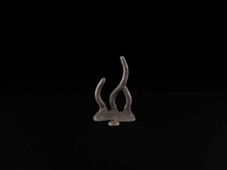 Garnelenstamm Mix 16-18 cm