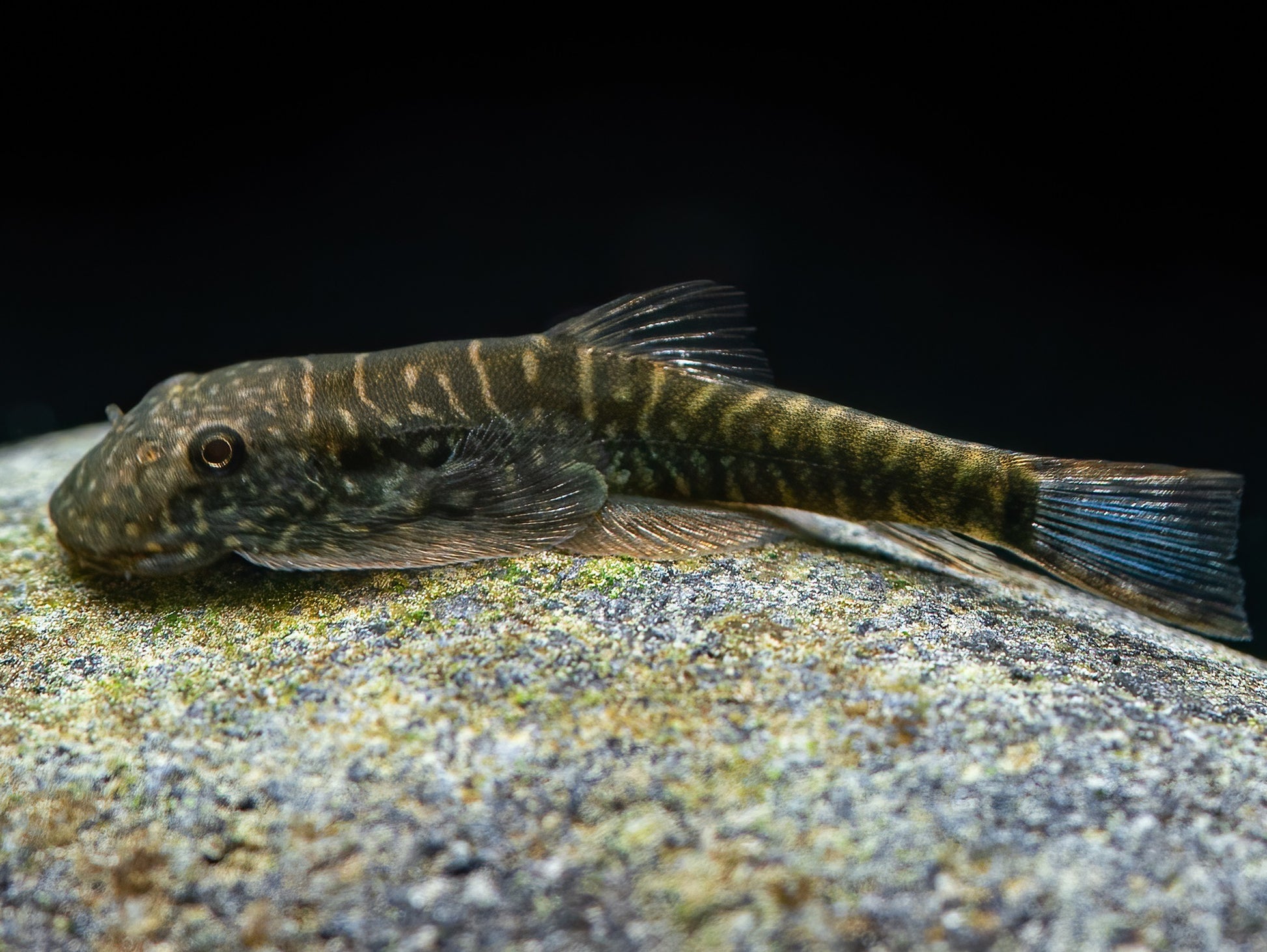 Borneo Flossensauger