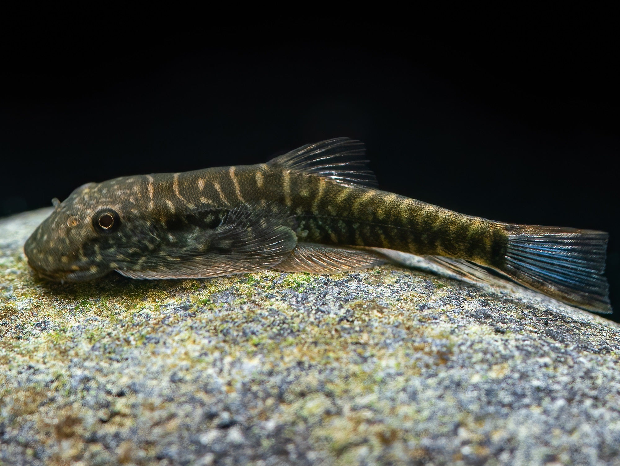 Borneo Flossensauger