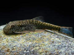 Borneo Flossensauger