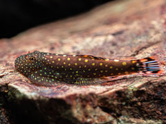 Borneo Flossensauger