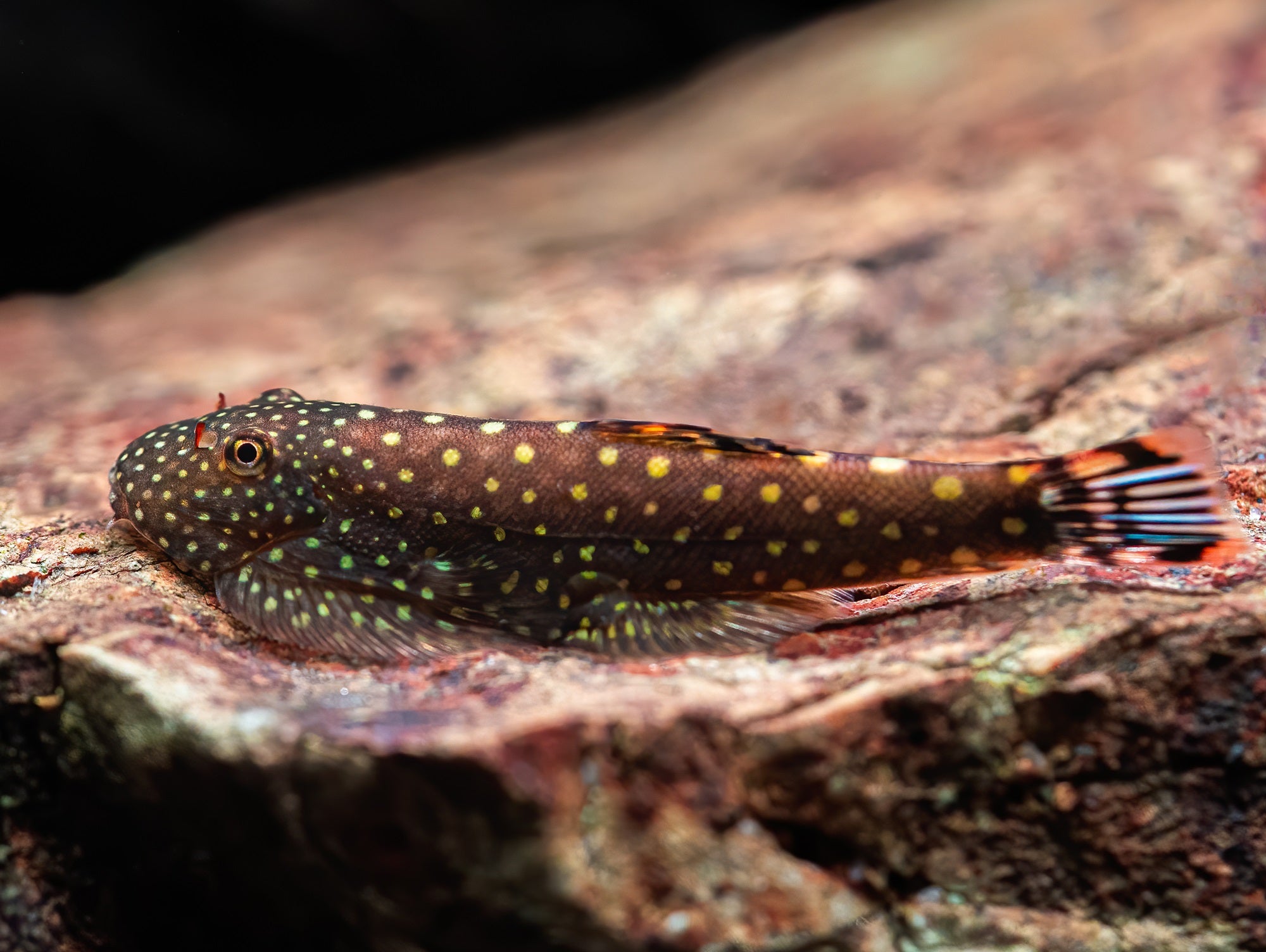 Borneo Flossensauger