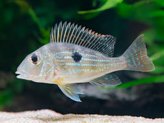 Geophagus sveni
