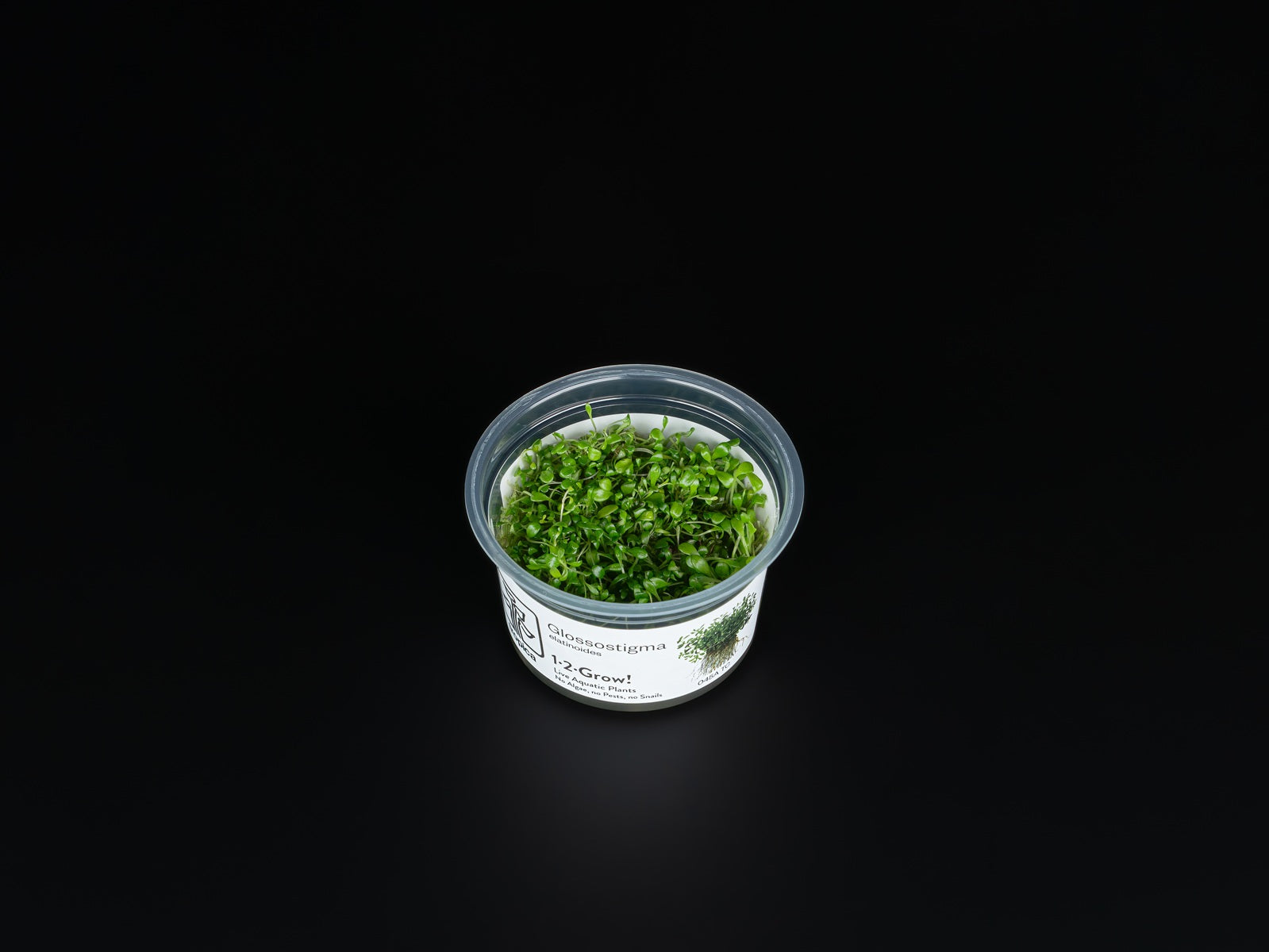 Glossostigma elatinoides