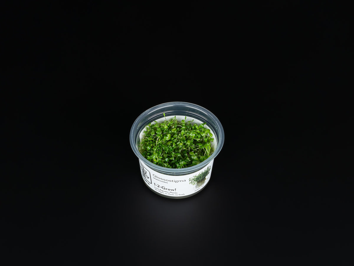 Glossostigma elatinoides