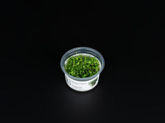 Glossostigma elatinoides