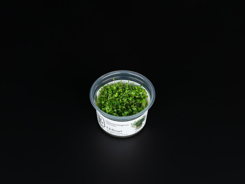 Glossostigma elatinoides