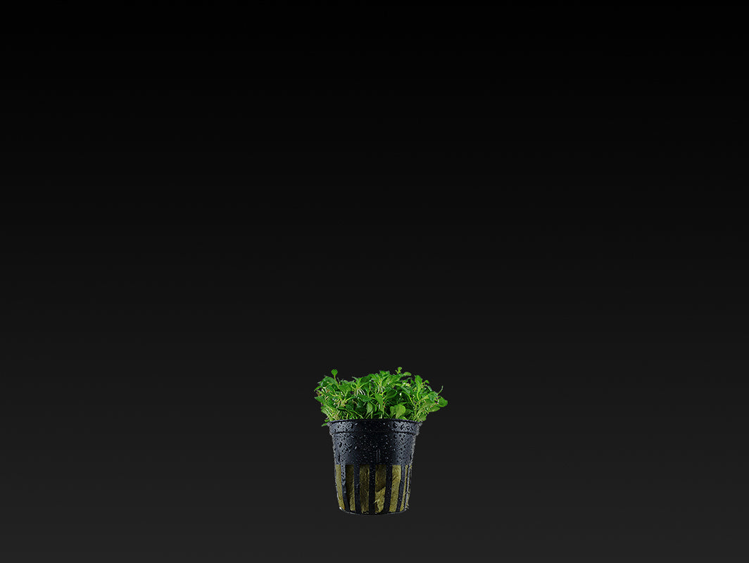 Glossostigma elatinoides