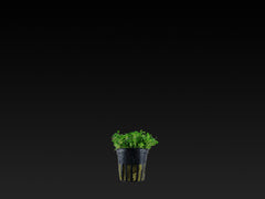 Glossostigma elatinoides