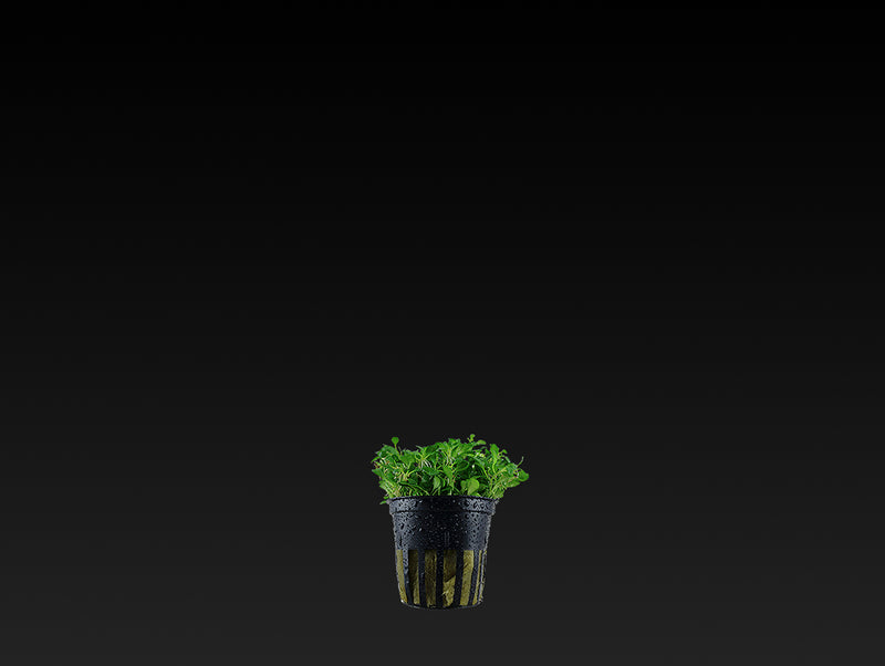 Glossostigma elatinoides