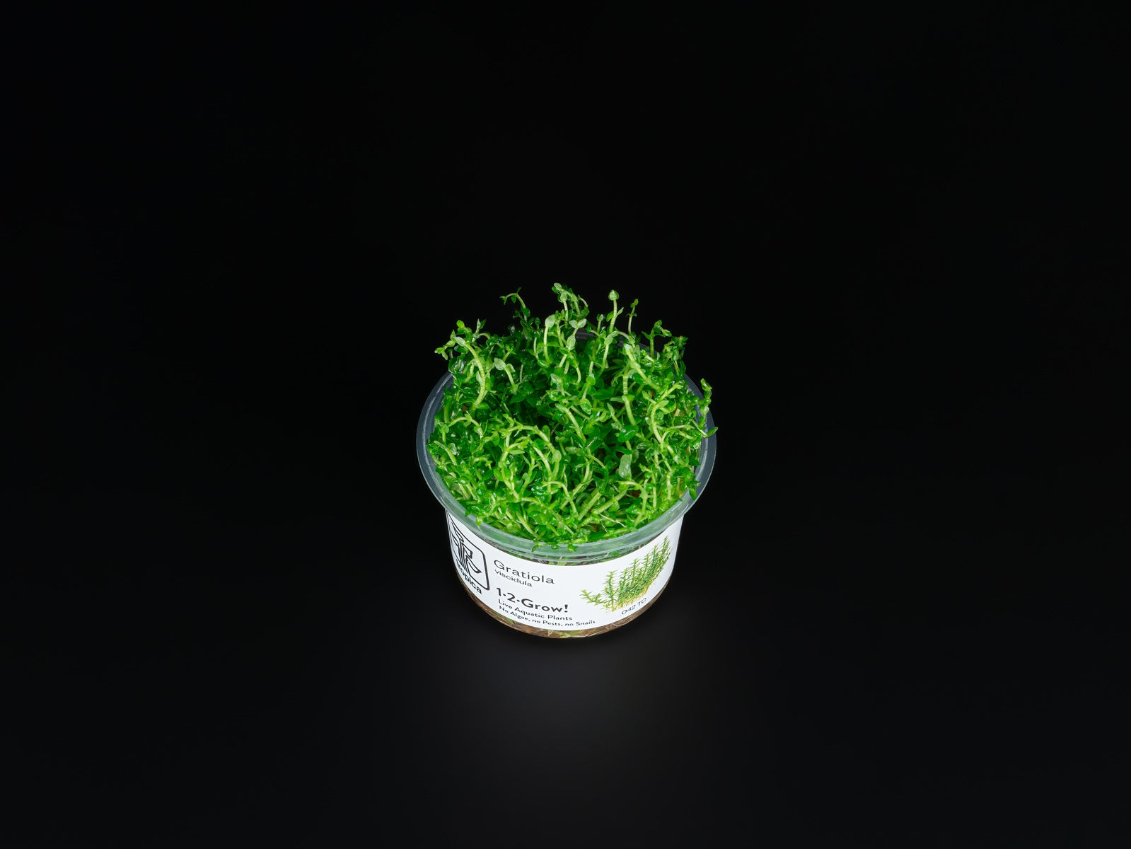 Gratiola viscidula