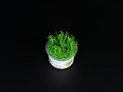 Gratiola viscidula
