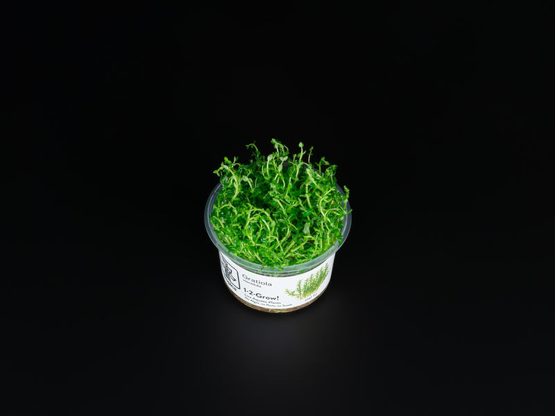 Gratiola viscidula