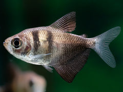 Trauermantelsalmler