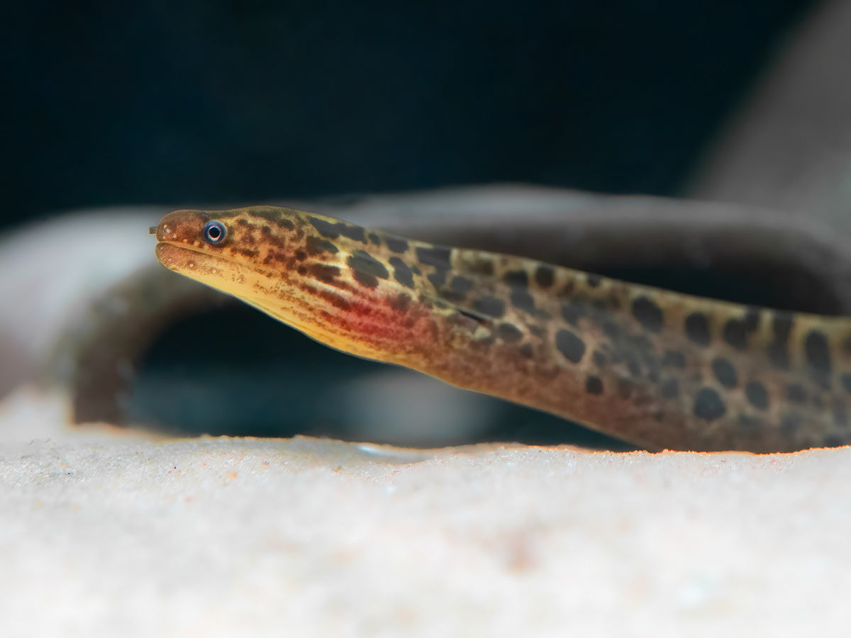 Leopardmuräne (echte Süßwassermuräne)