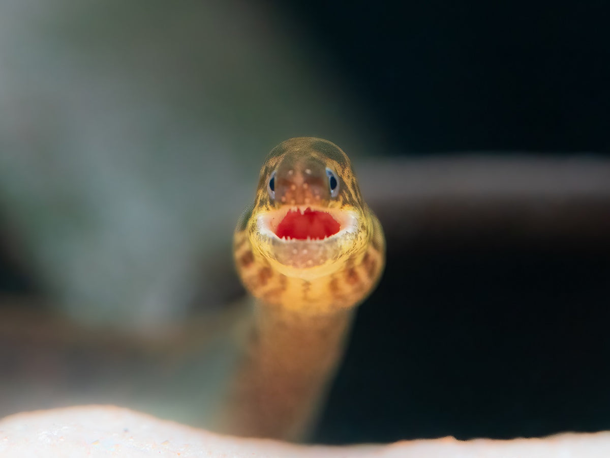 Leopardmuräne (echte Süßwassermuräne)