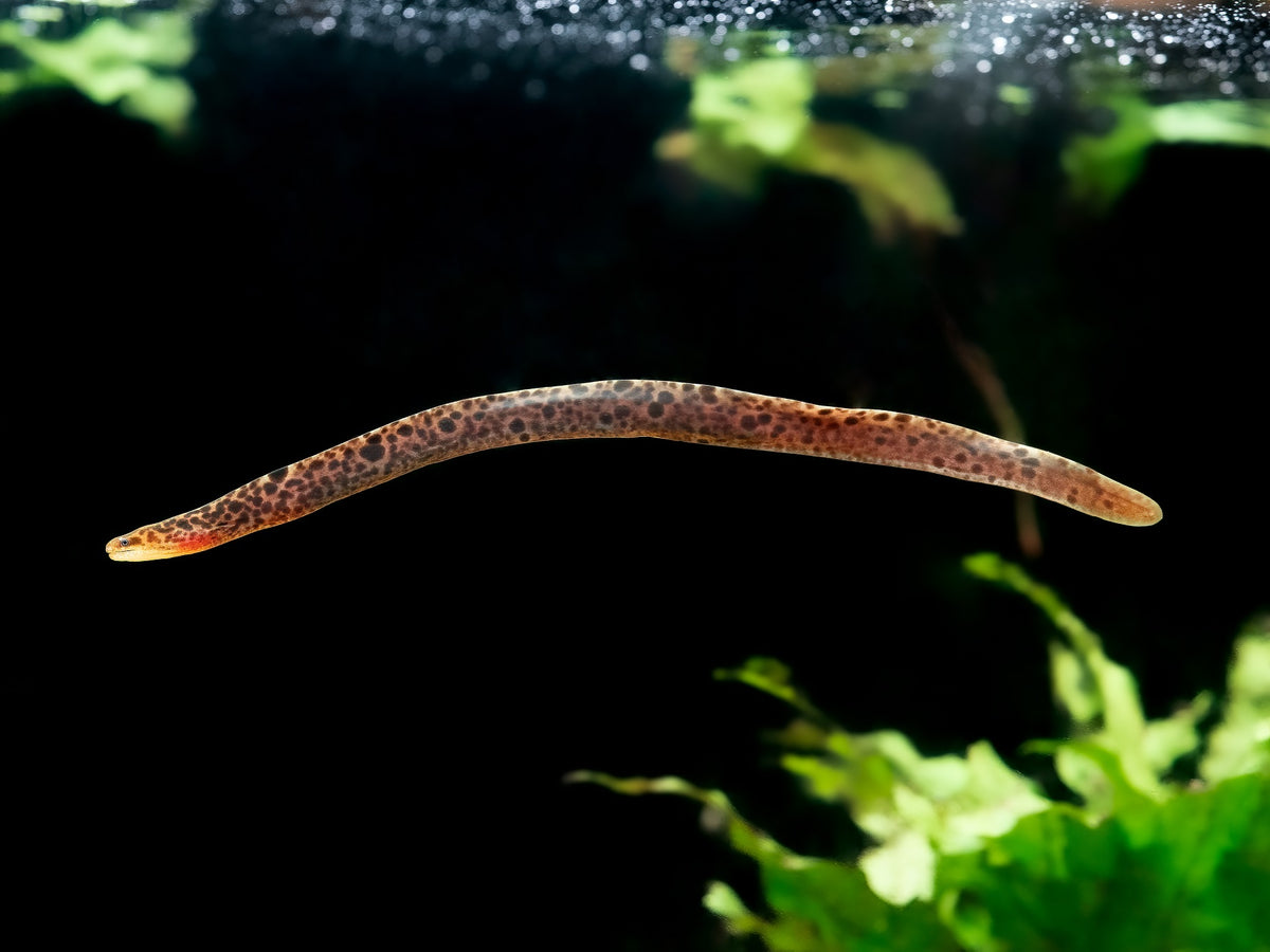 Leopardmuräne (echte Süßwassermuräne)