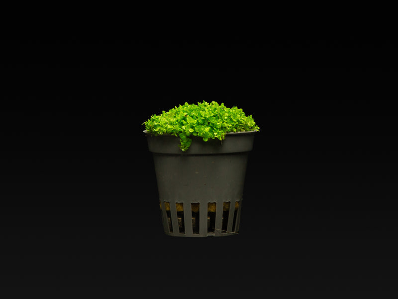 Hemianthus callitrichoides 'Cuba'