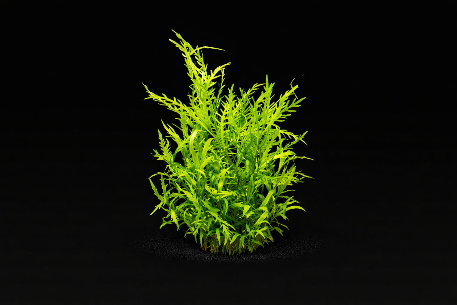 Hygrophila odora