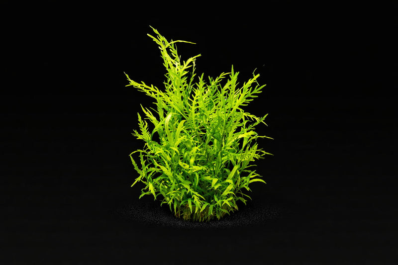 Hygrophila odora