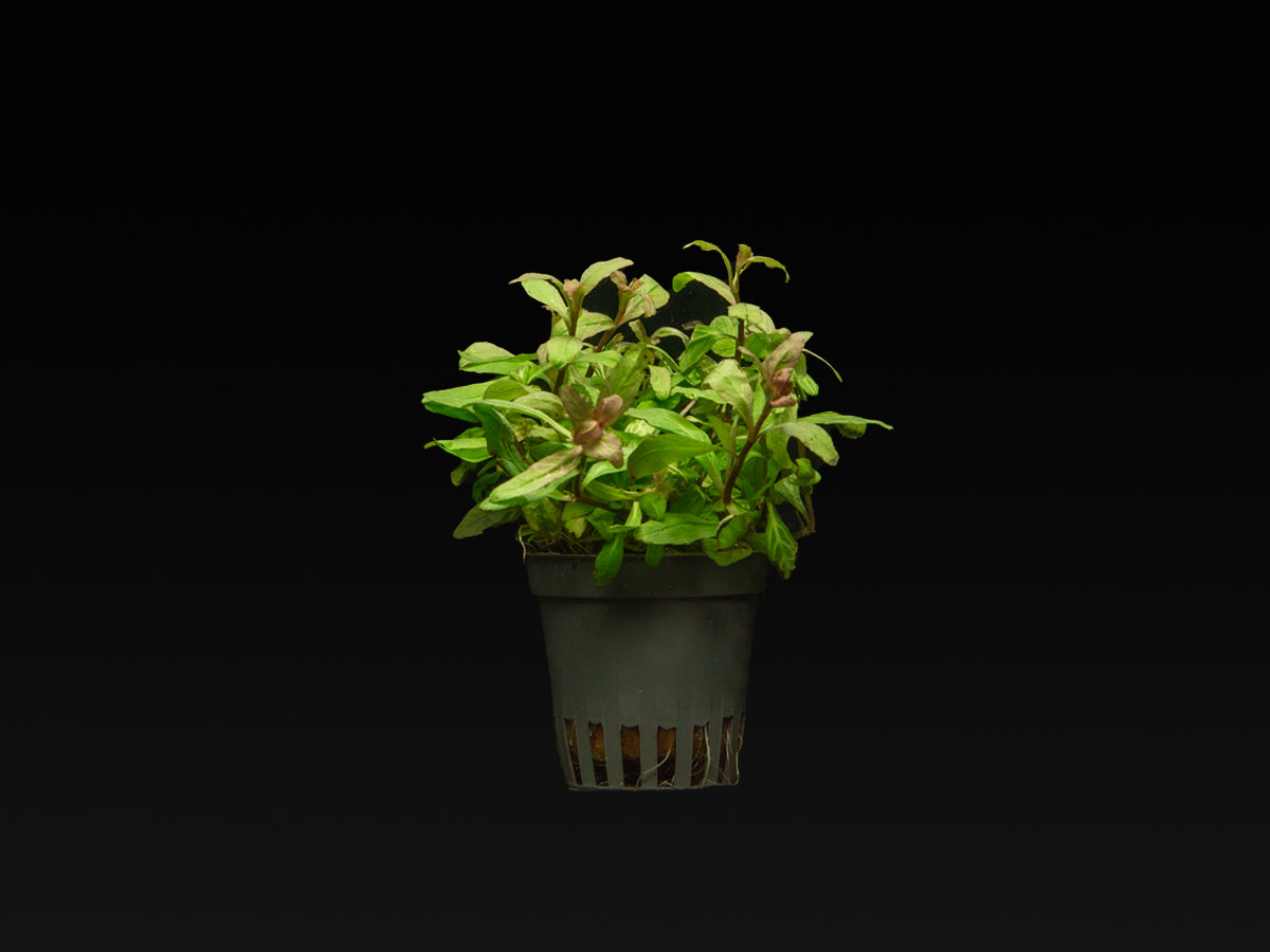 Hygrophila polysperma 'Rosanervig'