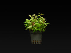 Hygrophila polysperma 'Rosanervig'