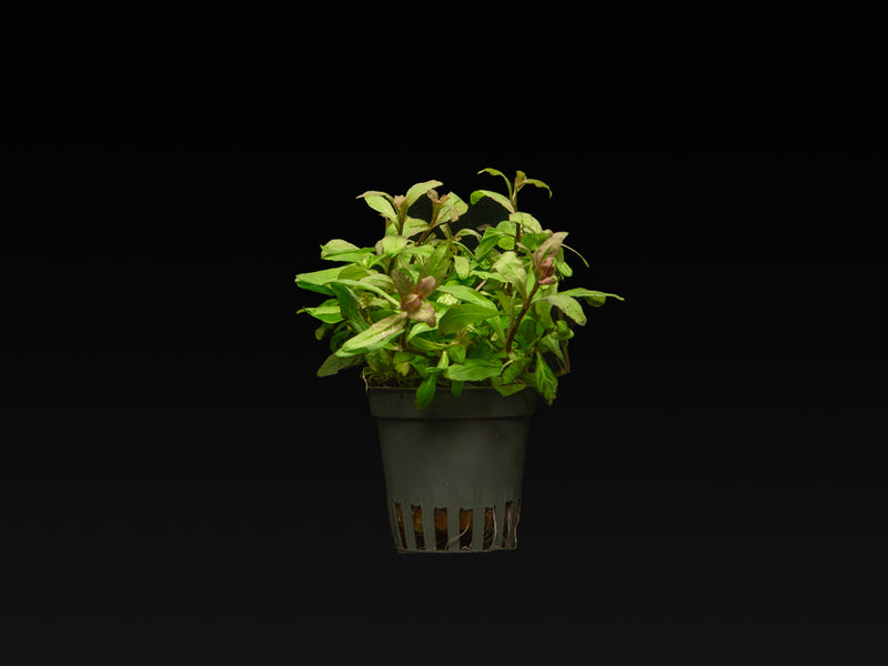 Hygrophila polysperma 'Rosanervig'