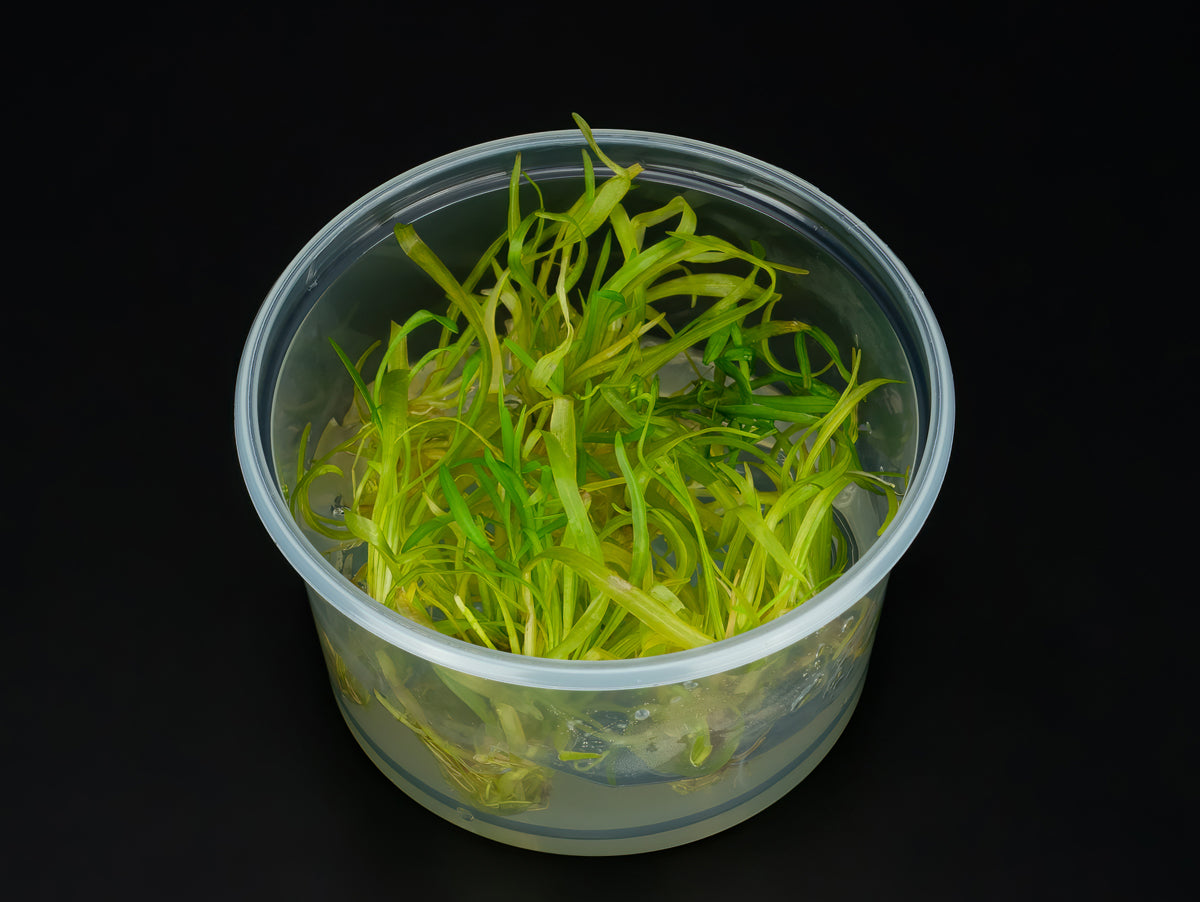 Helanthium bolivianum 'Quadricostatus'