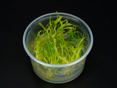 Helanthium bolivianum 'Quadricostatus'