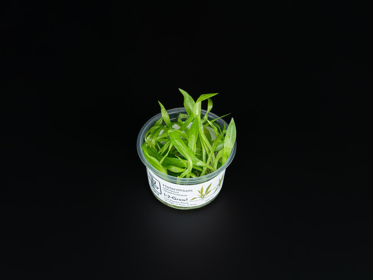 Helanthium bolivianum 'Quadricostatus'