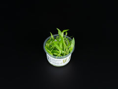 Helanthium bolivianum 'Quadricostatus'