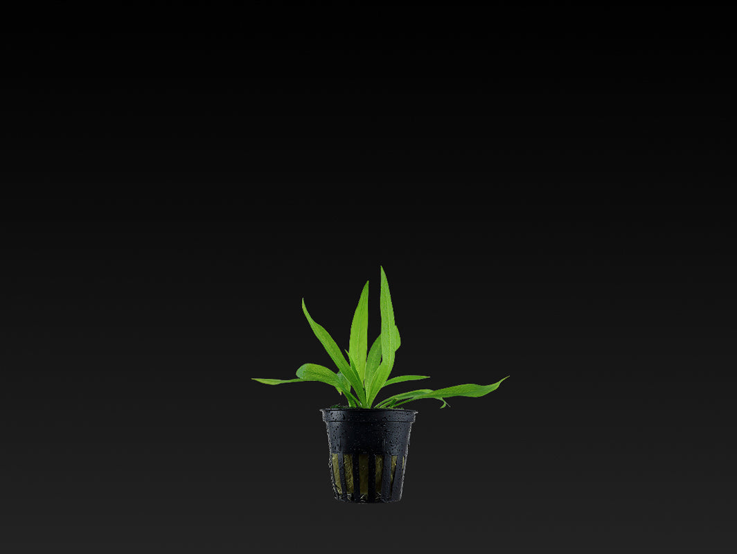 Helanthium bolivianum 'Quadricostatus'