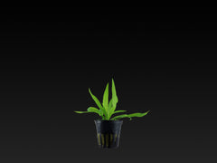 Helanthium bolivianum 'Quadricostatus'