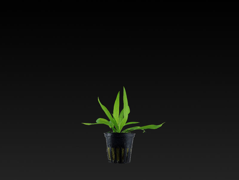 Helanthium bolivianum 'Quadricostatus'