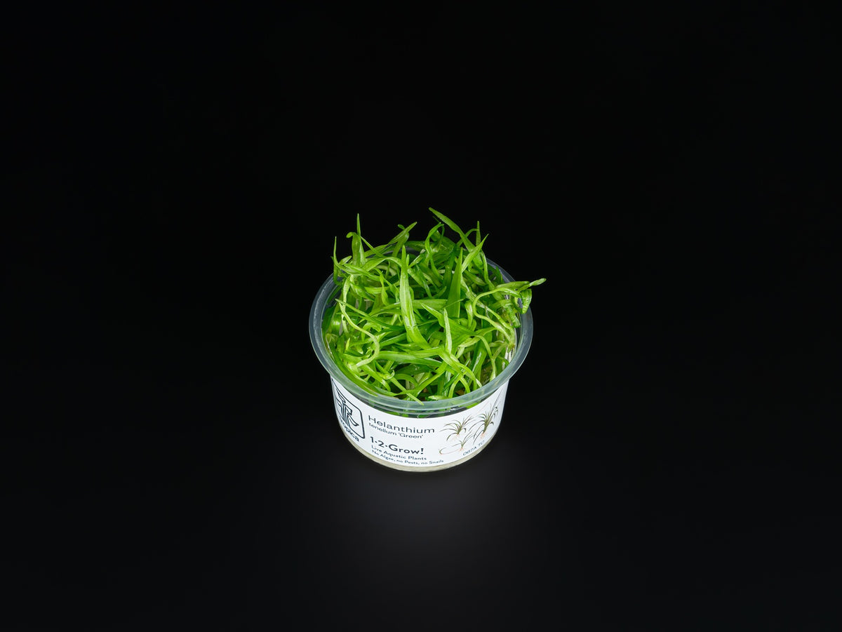 Helanthium tenellum 'Parvulum'