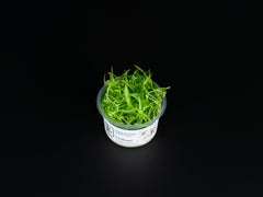 Helanthium tenellum 'Parvulum'