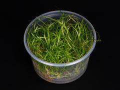 Helanthium tenellum 'red'