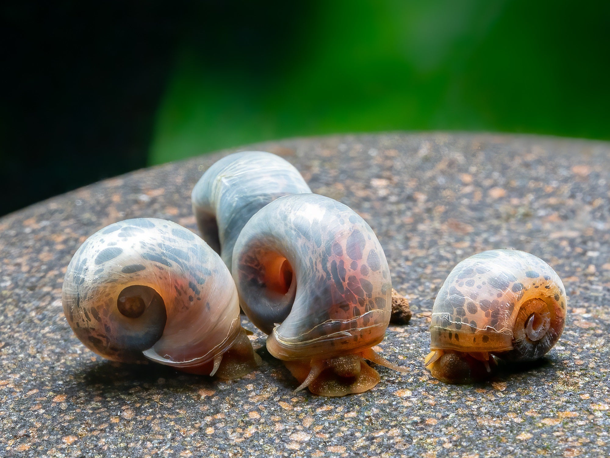 Avatar Posthornschnecke