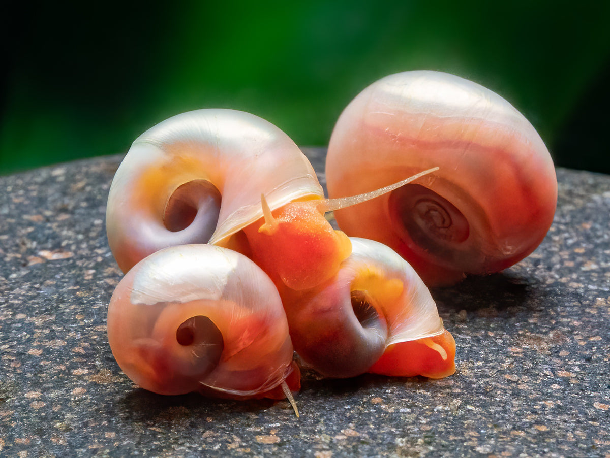 Pink Panther Posthornschnecke