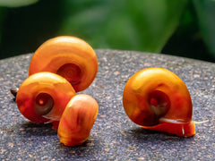 Hell Boy Posthornschnecke