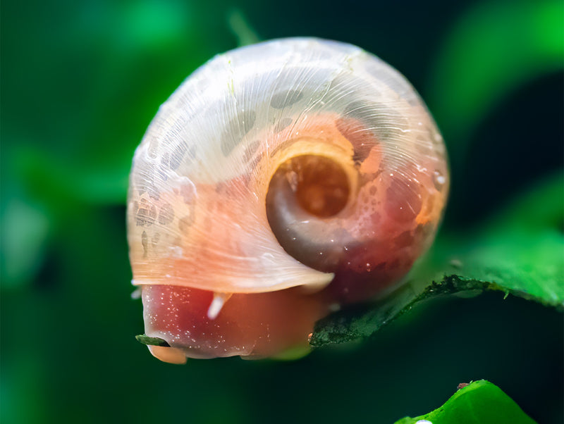 Pink Panther Posthornschnecke